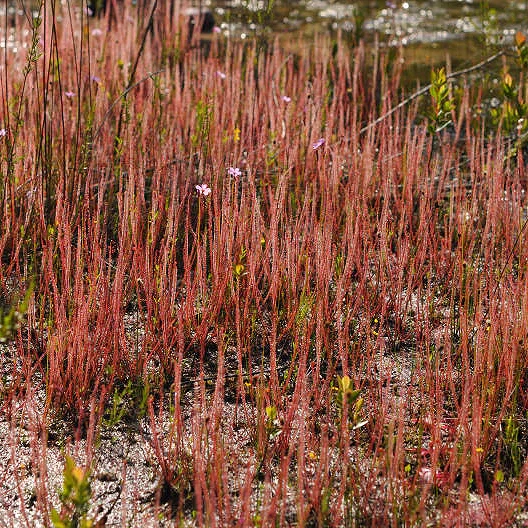 Drosera Filiformis Red form