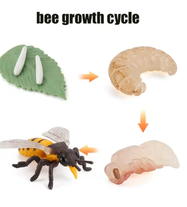 Animal Life Cycle Board Children Toys