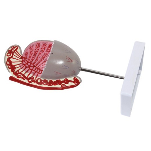 Testicular Model Testicular Structure Guidance Model