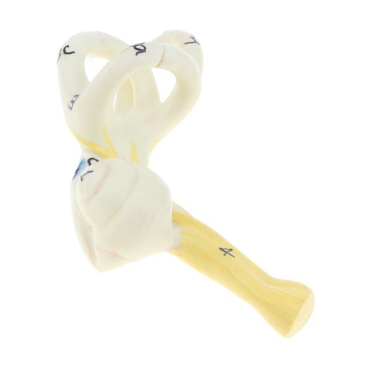 Ear Model