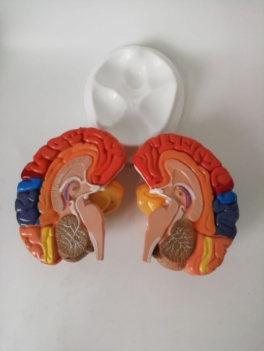 Human Brain Anatomical Model Cerebral Artery Model