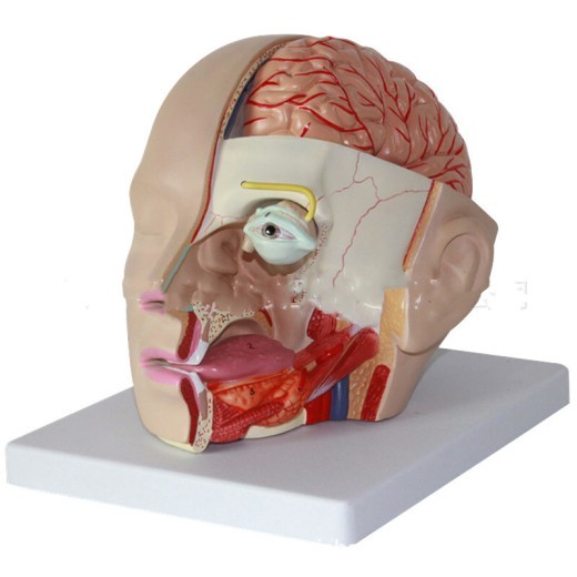 Human head anatomical model with brain model