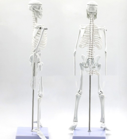 45CM Anatomical Anatomy Human Skeleton Model