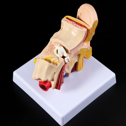 An Anatomical Model Of A Table Shaped Ear
