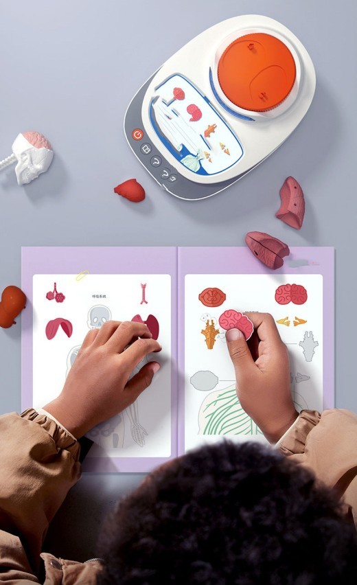 Human Anatomical Model Organ Detachable Children's Teaching Toy
