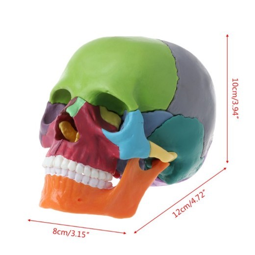 Mini Skull Anatomical Model Can Disassemble The Skull
