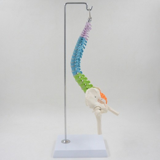 Color Human Spine Model Anatomical Vertebral Body Can Be Bent