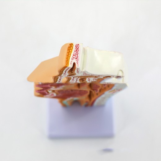 Anatomical Model Of Human Nasal Cavity Oral Cavity Pharynx And Larynx