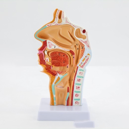 Anatomical Model Of Human Nasal Cavity Oral Cavity Pharynx And Larynx