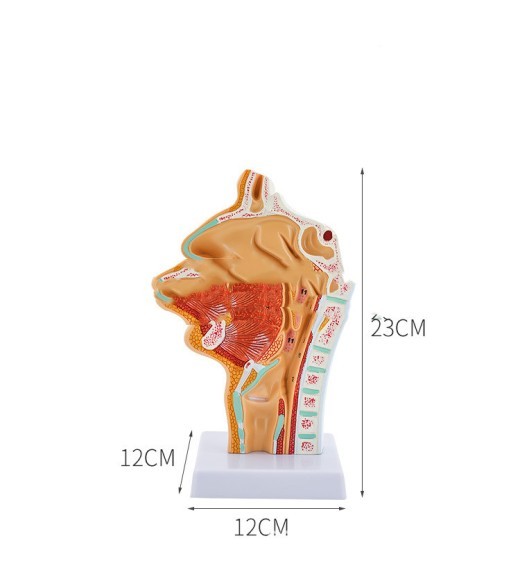 Anatomical Model Of Human Nasal Cavity Oral Cavity Pharynx And Larynx