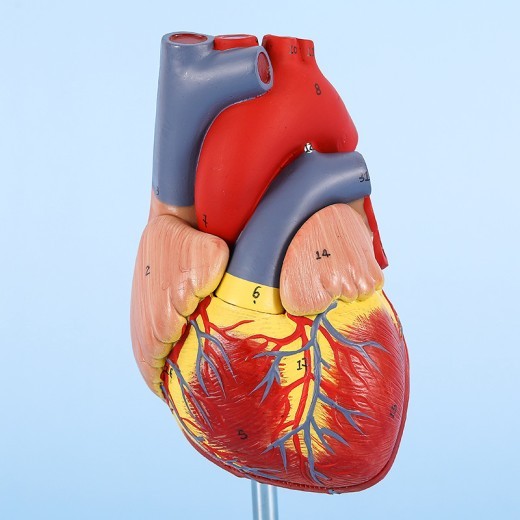Heart Anatomical Model B Ultrasound Color Doppler Ultrasound Cardiology Organs
