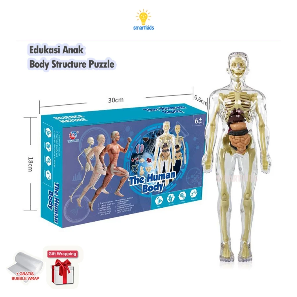 Toy Puzzle 3D Model Human Body Education Children Science Learning Anatomy Body Bones Organ Science STEM DIY Arrangement