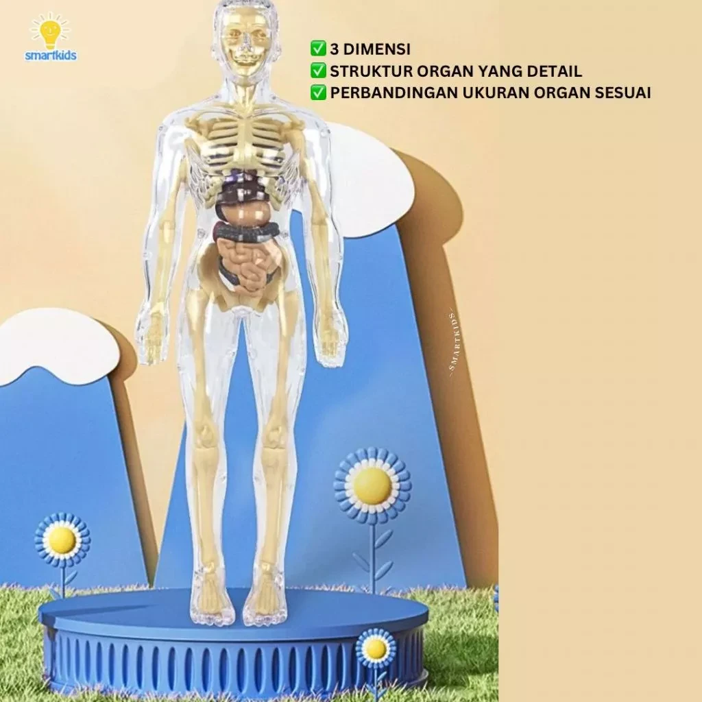 Toy Puzzle 3D Model Human Body Education Children Science Learning Anatomy Body Bones Organ Science STEM DIY Arrangement