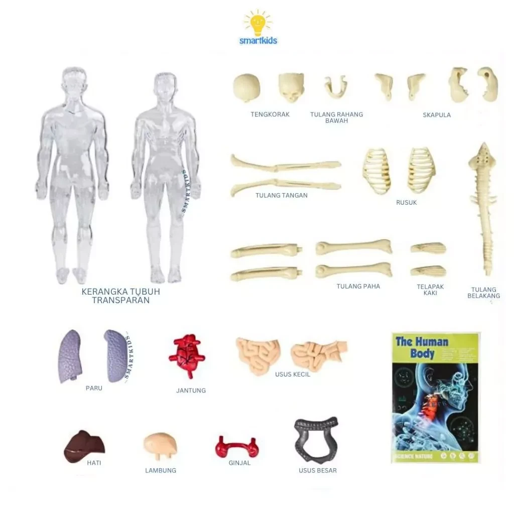 Toy Puzzle 3D Model Human Body Education Children Science Learning Anatomy Body Bones Organ Science STEM DIY Arrangement