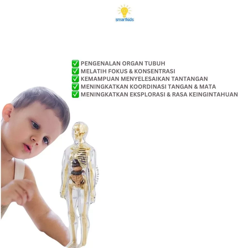Toy Puzzle 3D Model Human Body Education Children Science Learning Anatomy Body Bones Organ Science STEM DIY Arrangement