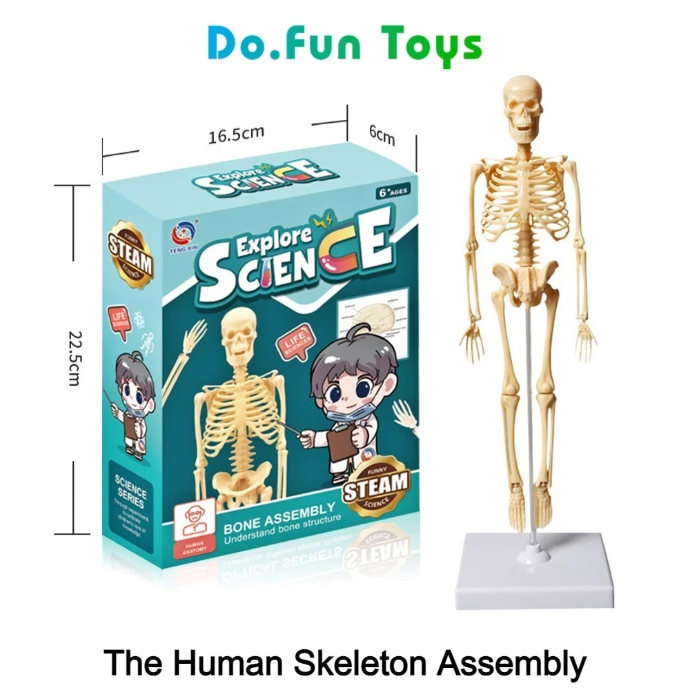 Educational Toys Human Body Torso / Anatomy / Skeleton / Human Organs / Toys Educating Human Body Anatomy Props / Toy Skull Human