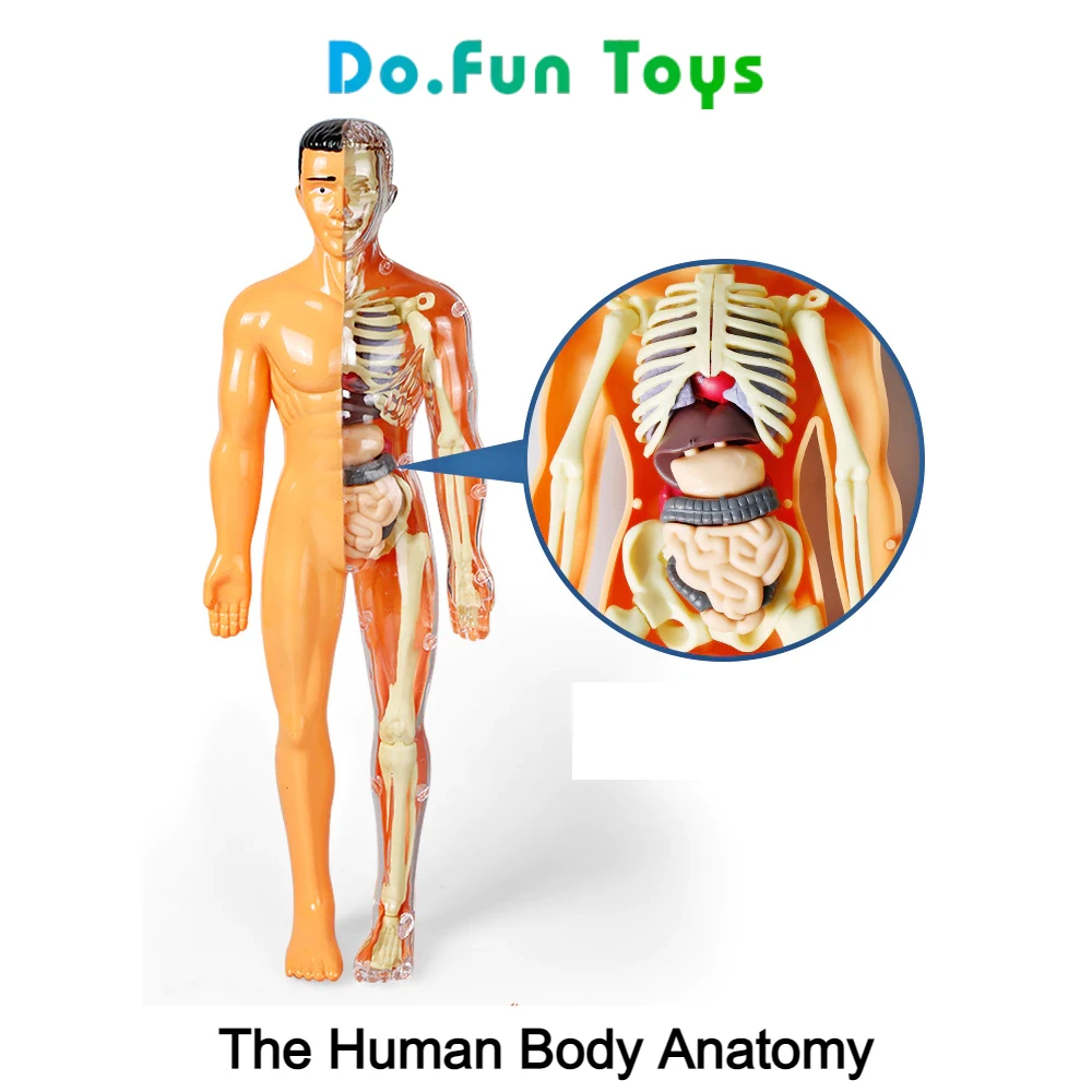 Educational Toys Human Body Torso / Anatomy / Skeleton / Human Organs / Toys Educating Human Body Anatomy Props / Toy Skull Human