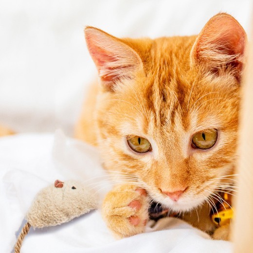 Funny Cat Toy Mint Mouse Amazon Cat Supplies