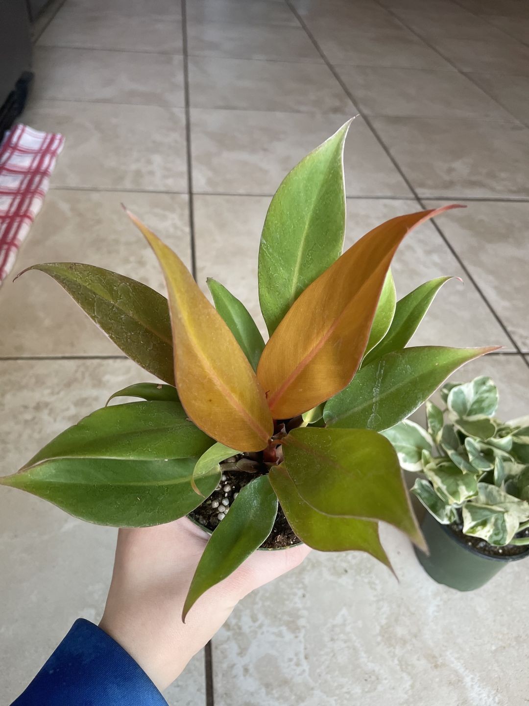 Philodendron 'Prince of Orange'