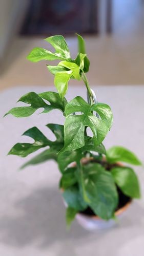Rhaphidophora tetrasperma