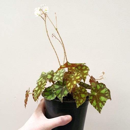 Begonia Tiger Paws Eyelash Indoor Plant