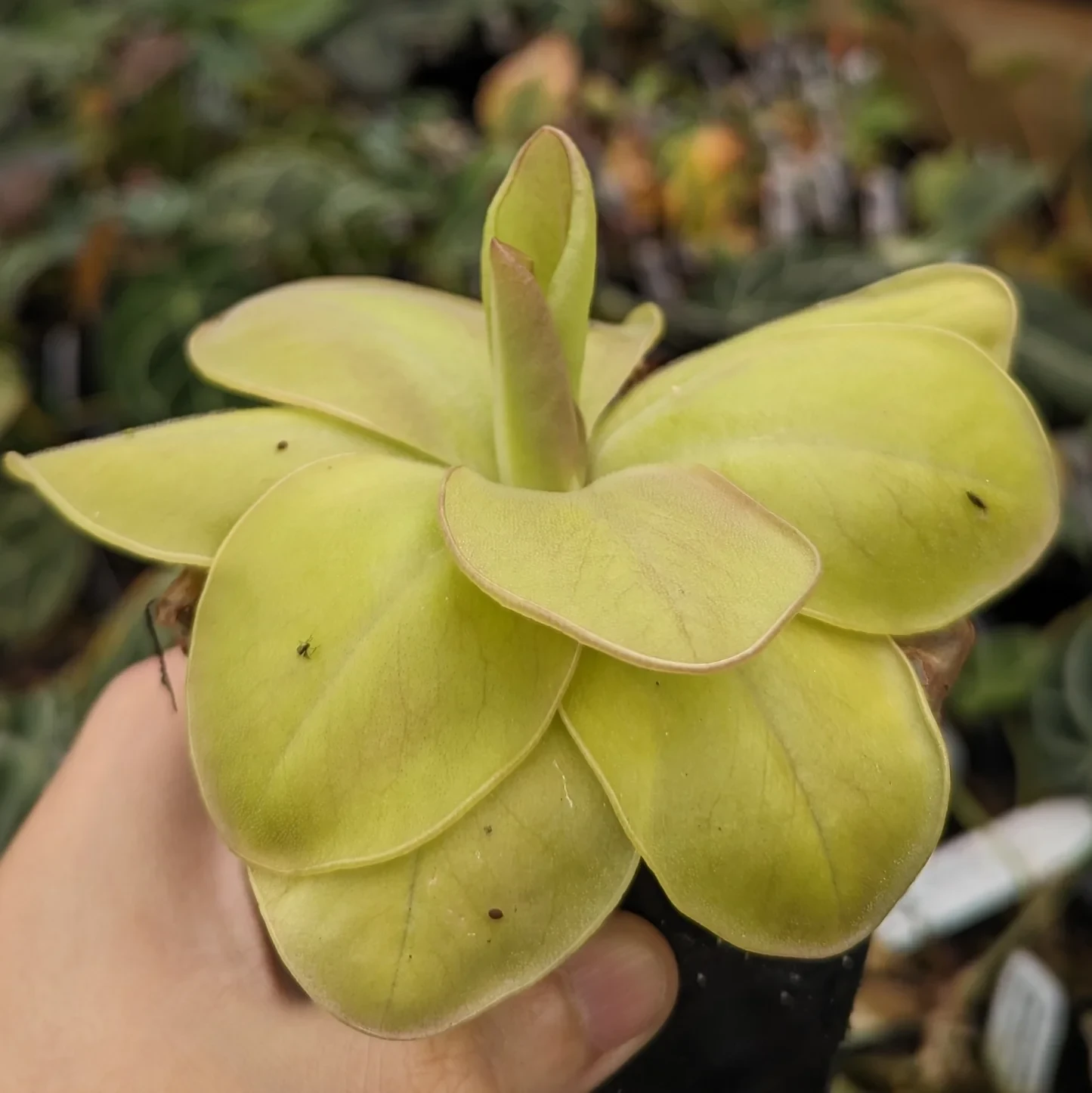 Pinguicula moranensis 'Superba' - Mexican Butterwort