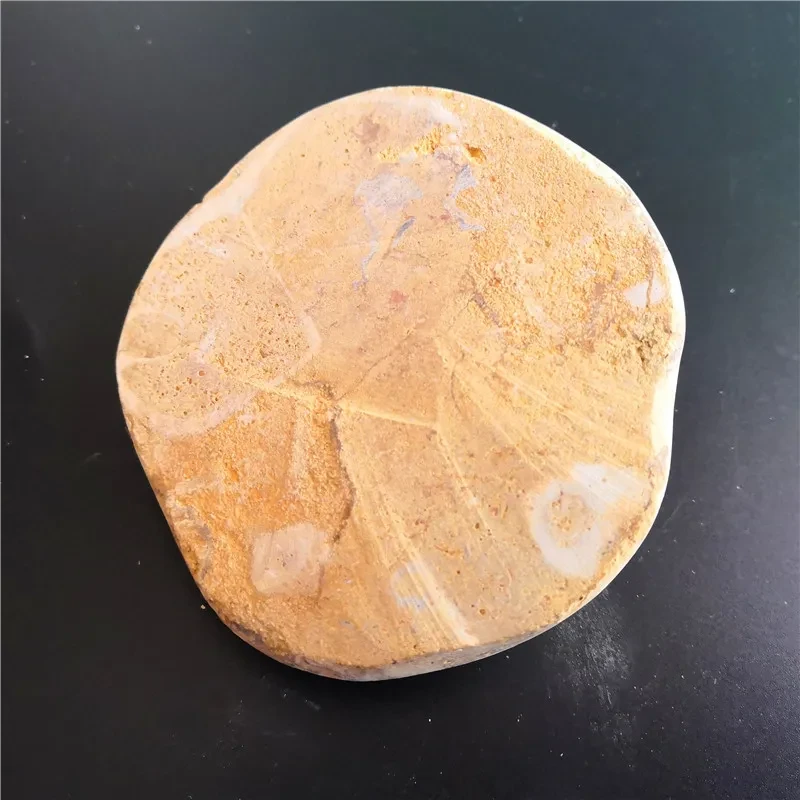 Natural Sea Urchin Fossil Specimen Raw Stone