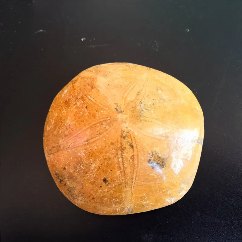 Natural Sea Urchin Fossil Specimen Raw Stone