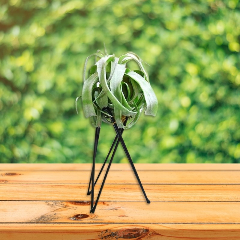 Nordic Style Air Plant Holder  Metal Flower Pot Stand, Geometric Iron Tillandsia Holder, Art Display for Home & Garden