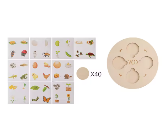New Animal Life Cycle Board Montessori Teaching Aids Children Toys Plant Animal Growth Cycle Model Set Preschool Cognitive Toys