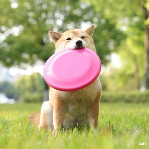 Plastic Toy Dog Training Bowl-shaped Dog Supplies