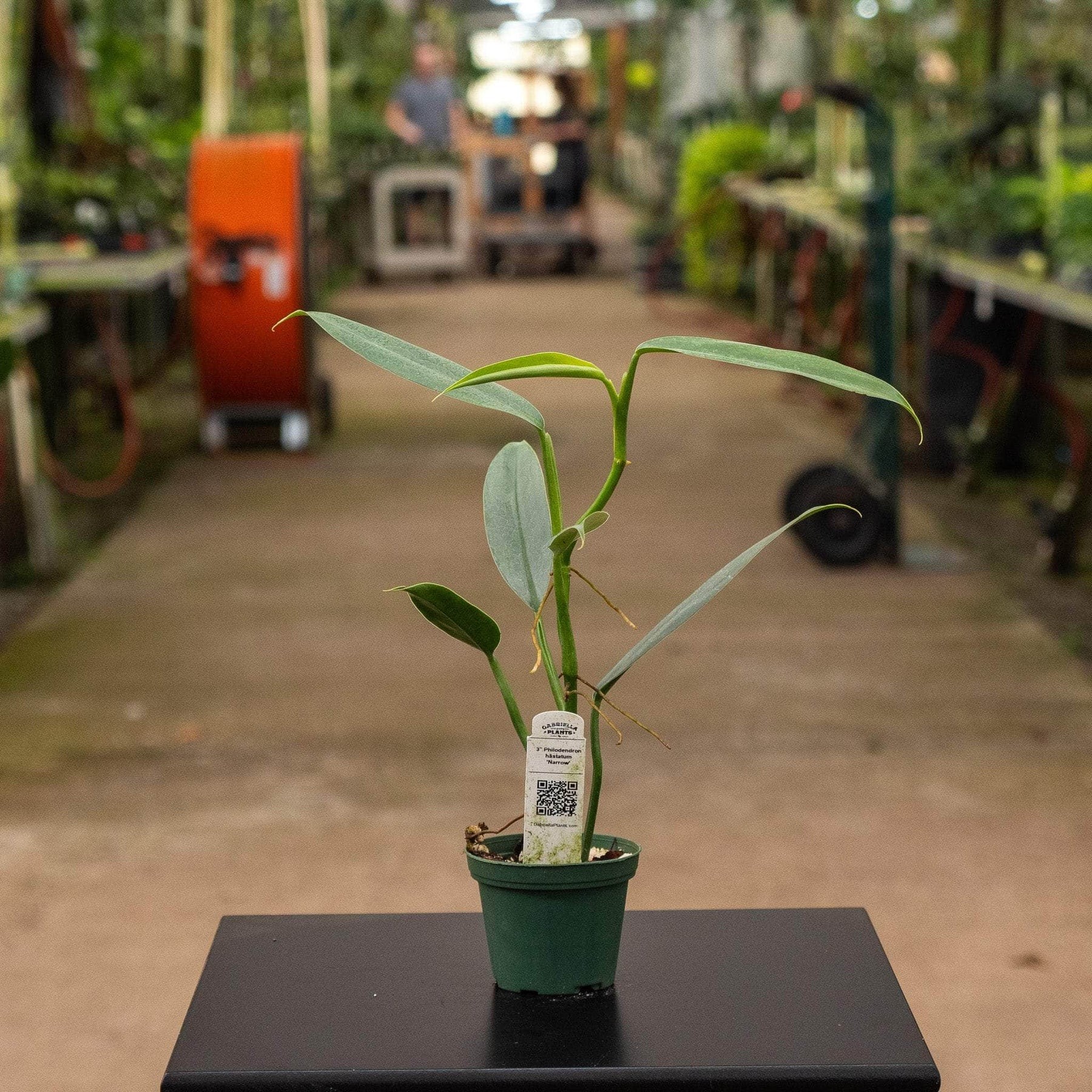 Philodendron hastatum 'Silver'