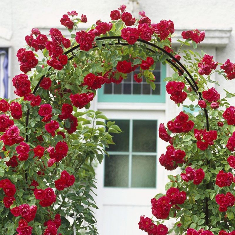 Garden Arch 240cm High