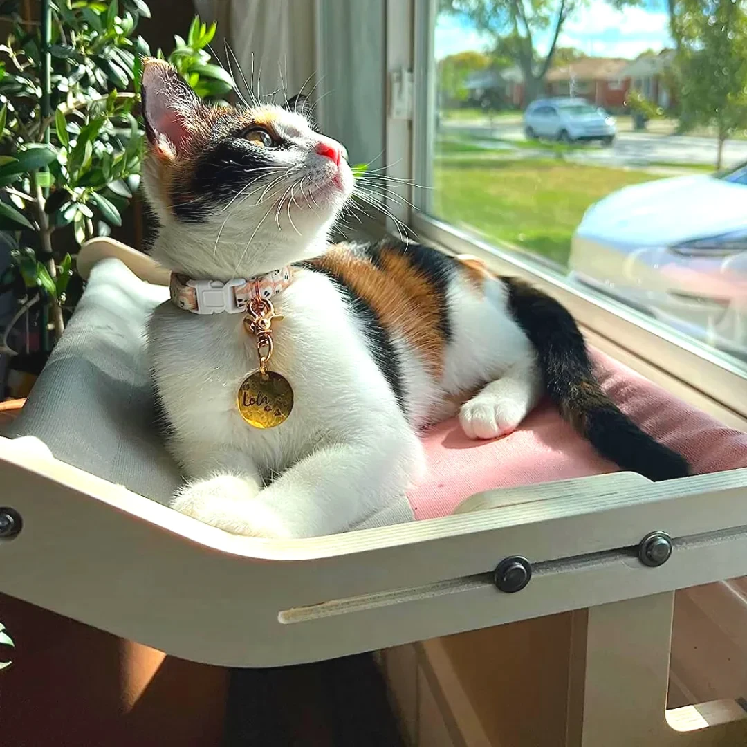 Peachhomesss Cat's Sky Lounge