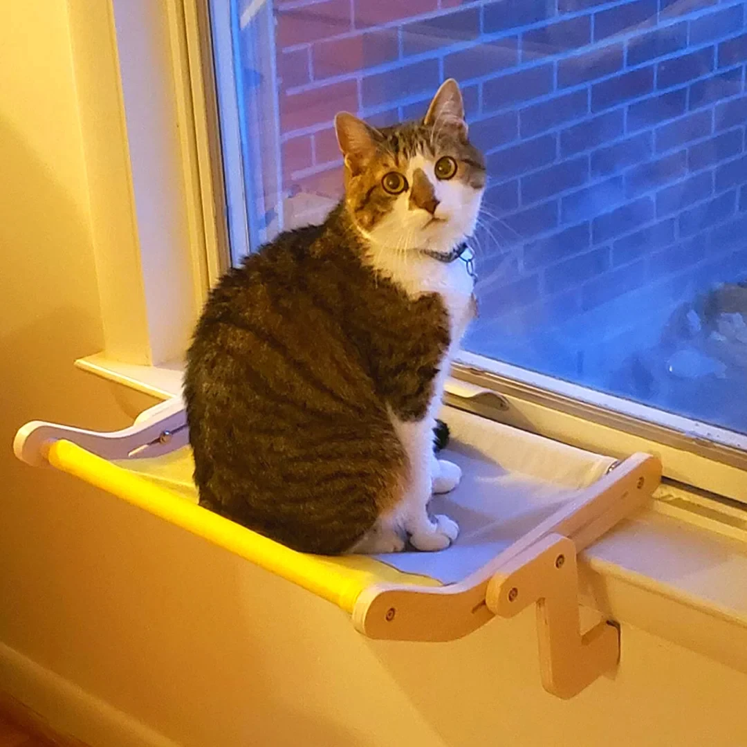 Peachhomesss Cat's Sky Lounge