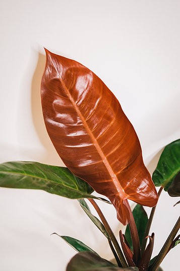 Philodendron "Sun Red"