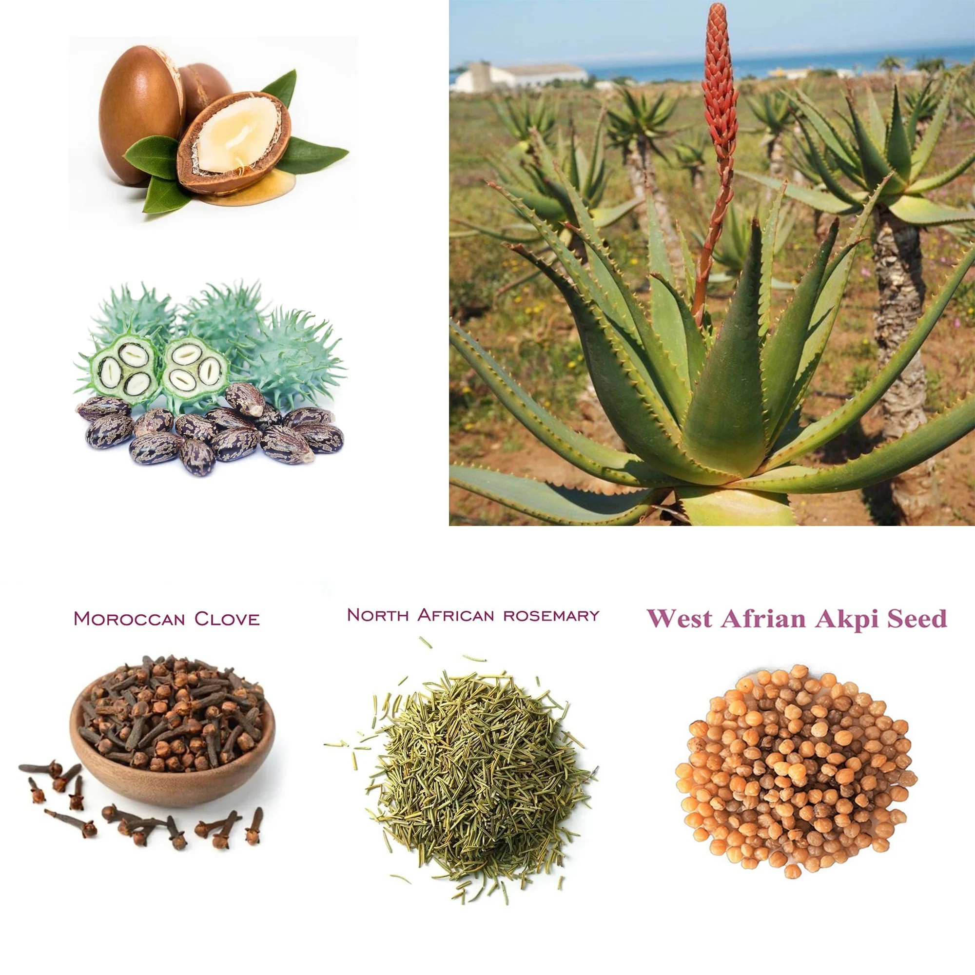 Artisanal African Traditional Layden Nourish Oil  50ml Scalp & Hair Roots Strengthening Moisturizer