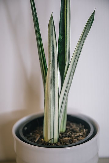 Sansevieria Bantels Sensation