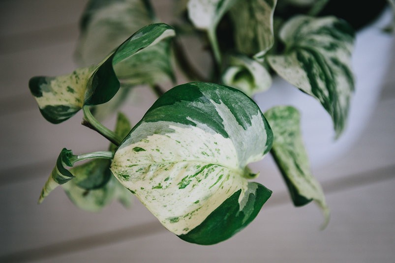 Manjula pothos