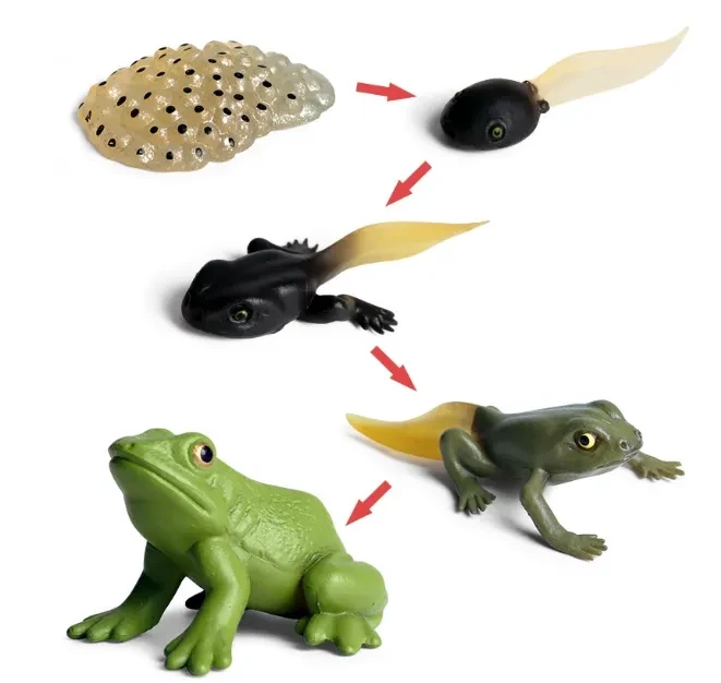 Simulation Animal Model Mini Frog Toy