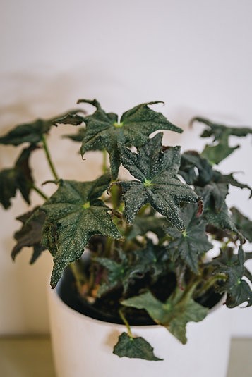 Begonia 'Furry Star'