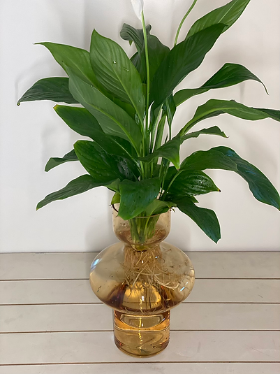 Hydro Collection - Peace Lily in Amber