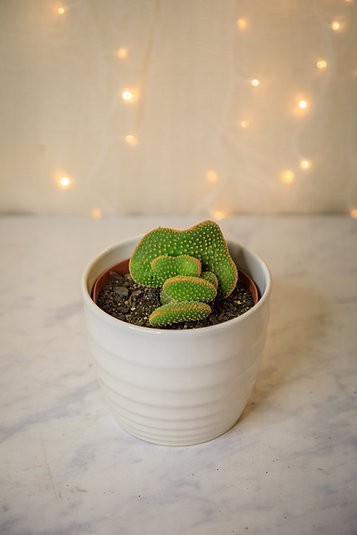 Crested Bunny Ears Cactus (Opuntia microdasys var. pallida f. cristata)