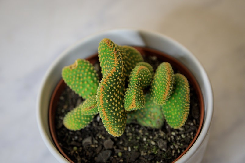 Crested Bunny Ears Cactus (Opuntia microdasys var. pallida f. cristata)