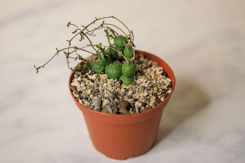 Euphorbia globosa