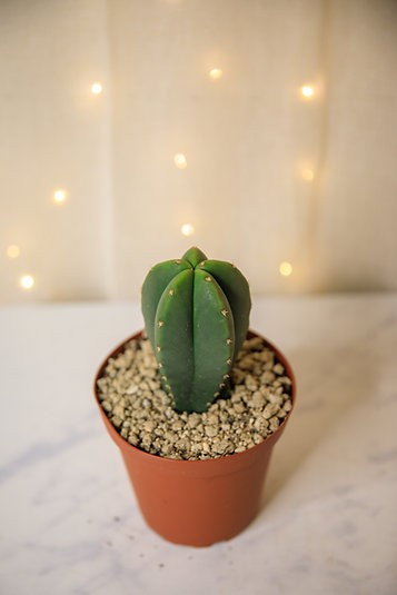 San Pedro Cactus "Echinopsis pachanoi"