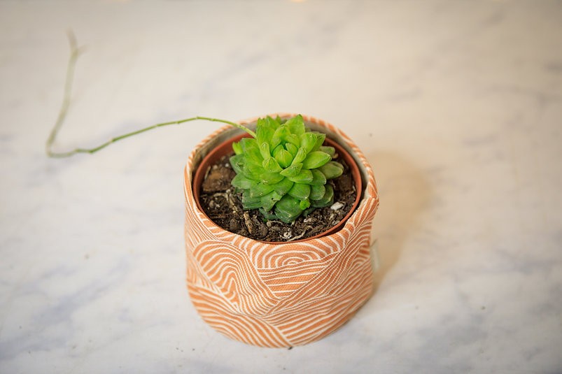 Haworthia cymbiformis