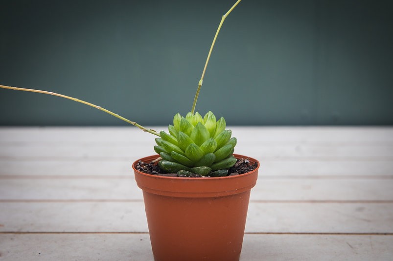 Haworthia cymbiformis