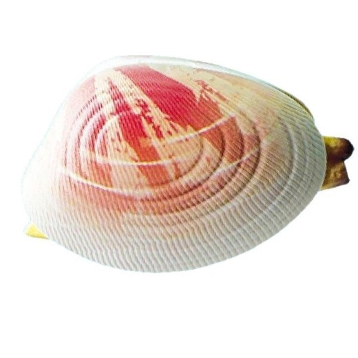 Simulation Clam Water Gun Trick Water Toy