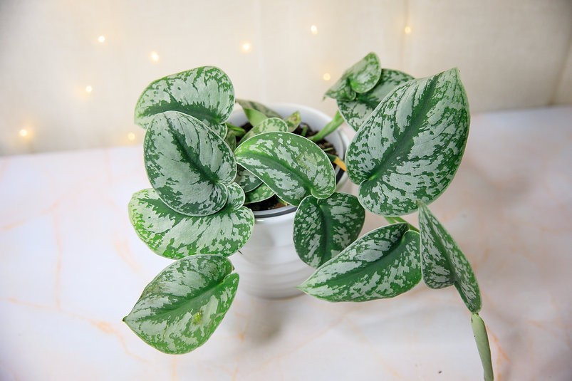Epipremnum pictus "Trebie Pothos"